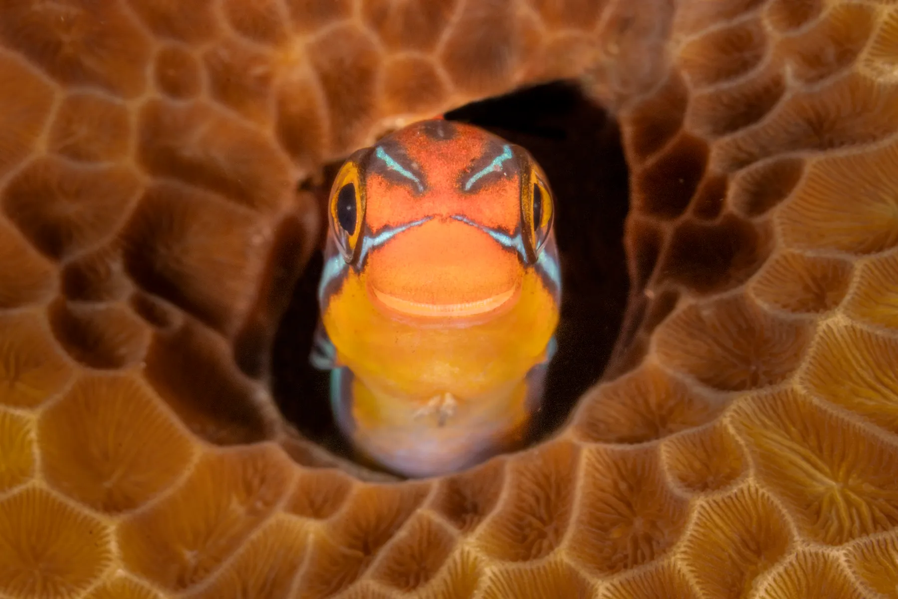 19 hilarious Comedy Wildlife Photography winners to brighten your day a smiling fish