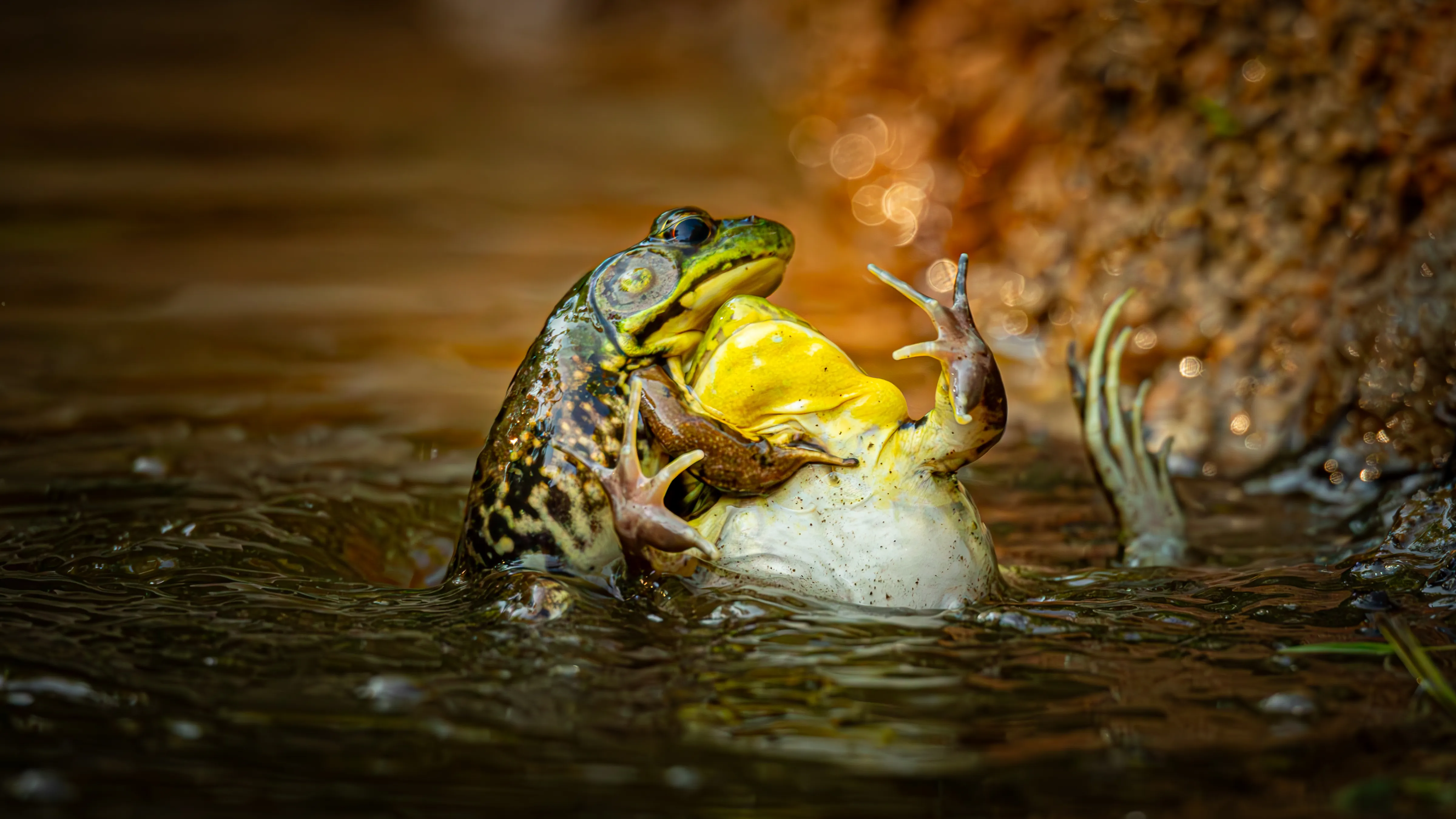 19 hilarious Comedy Wildlife Photography winners to brighten your day a frog holds another frog in a headlock