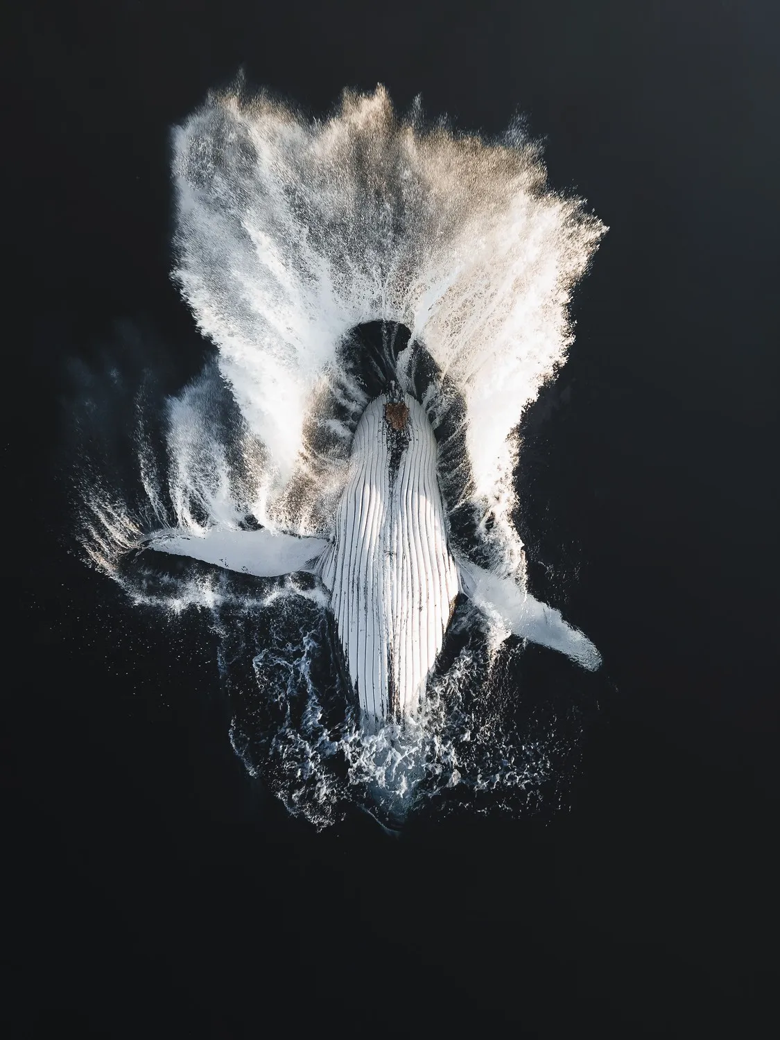 παραβιάσεις μιας φάλαινας