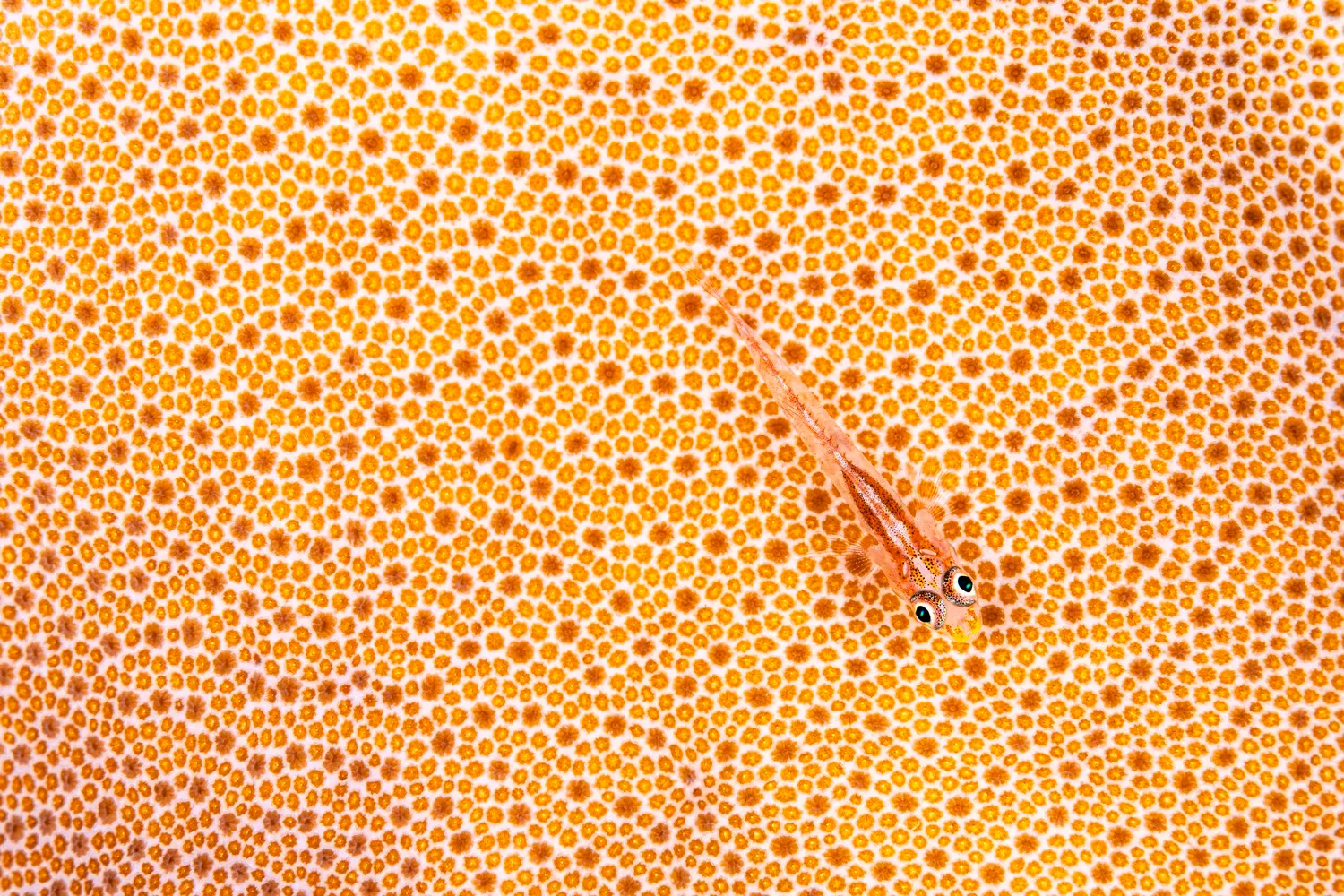 ένα ψάρι αναμειγνύεται με κοράλλια