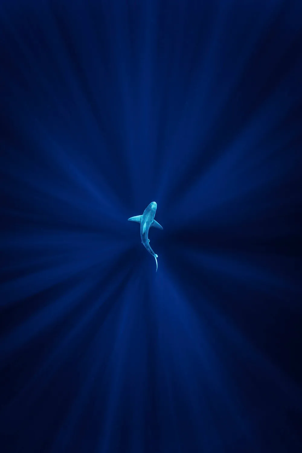 ένας καρχαρίας κολυμπά