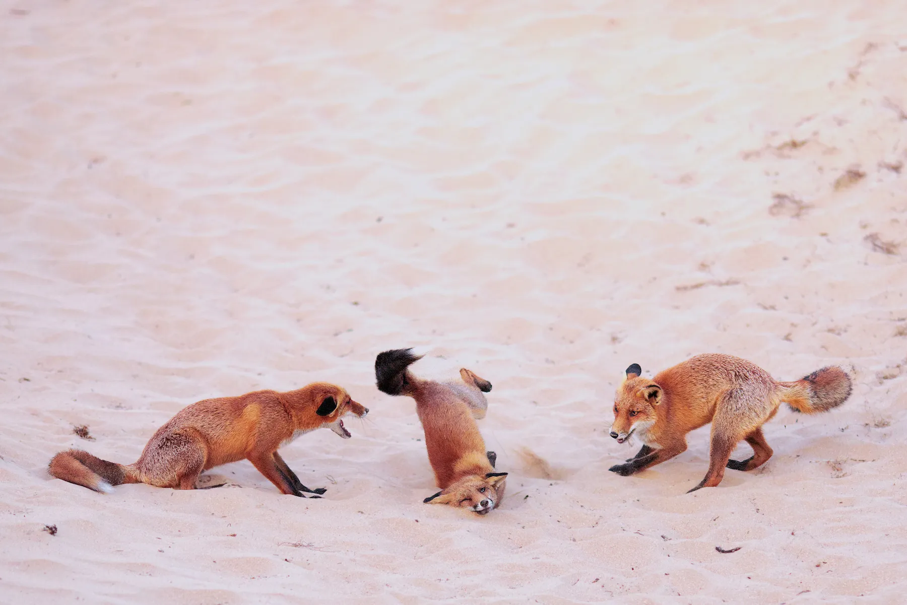 19 hilarious Comedy Wildlife Photography winners to brighten your day three foxes tumbling around in sand