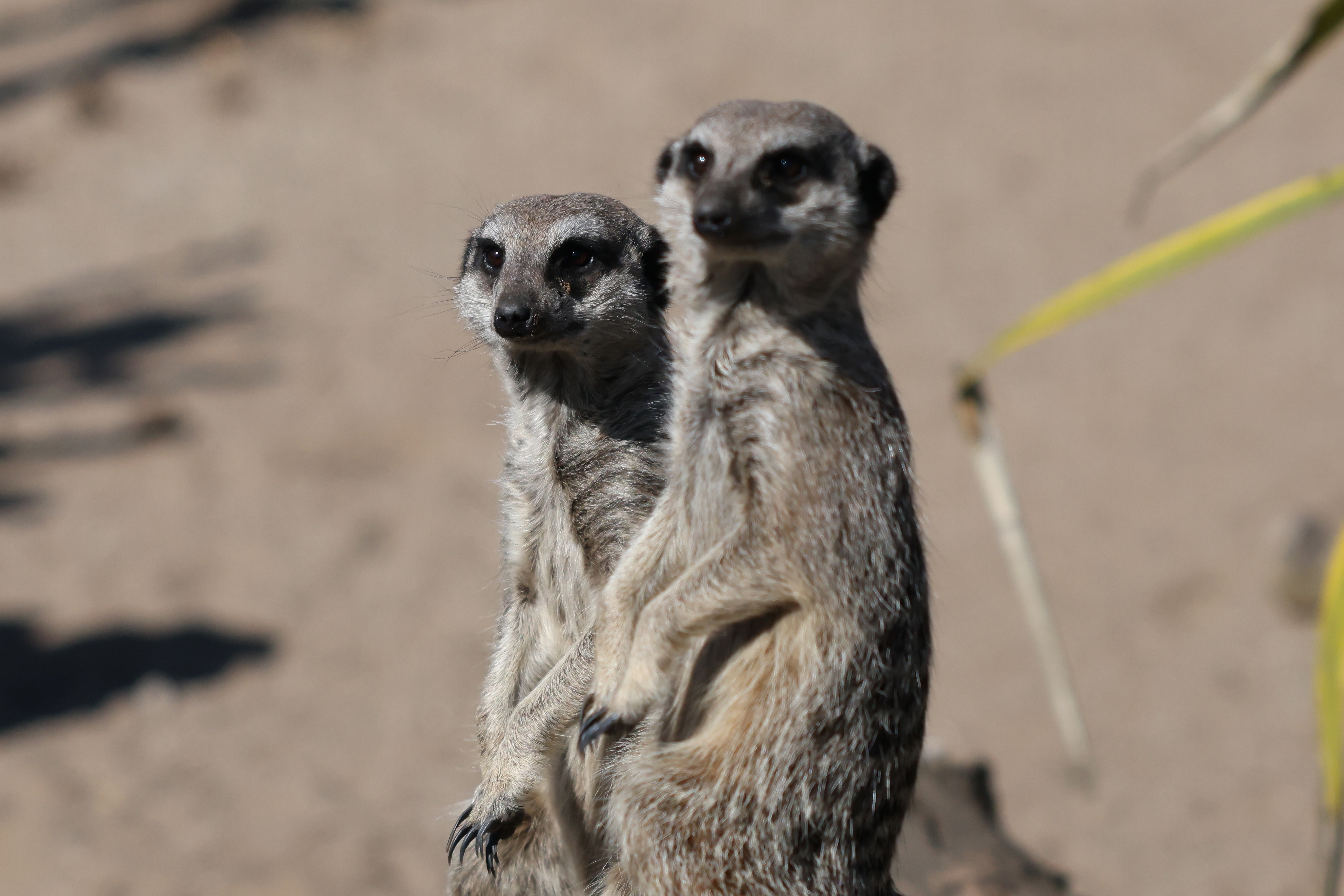 A photo of meerkats taken on a Canon EOS R5 Mark II camera.