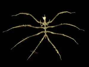 Οι επιστήμονες ανακαλύπτουν εκατοντάδες νέα είδη σε ένα από τα λιγότερο εξερευνημένα βασίλεια της Γης