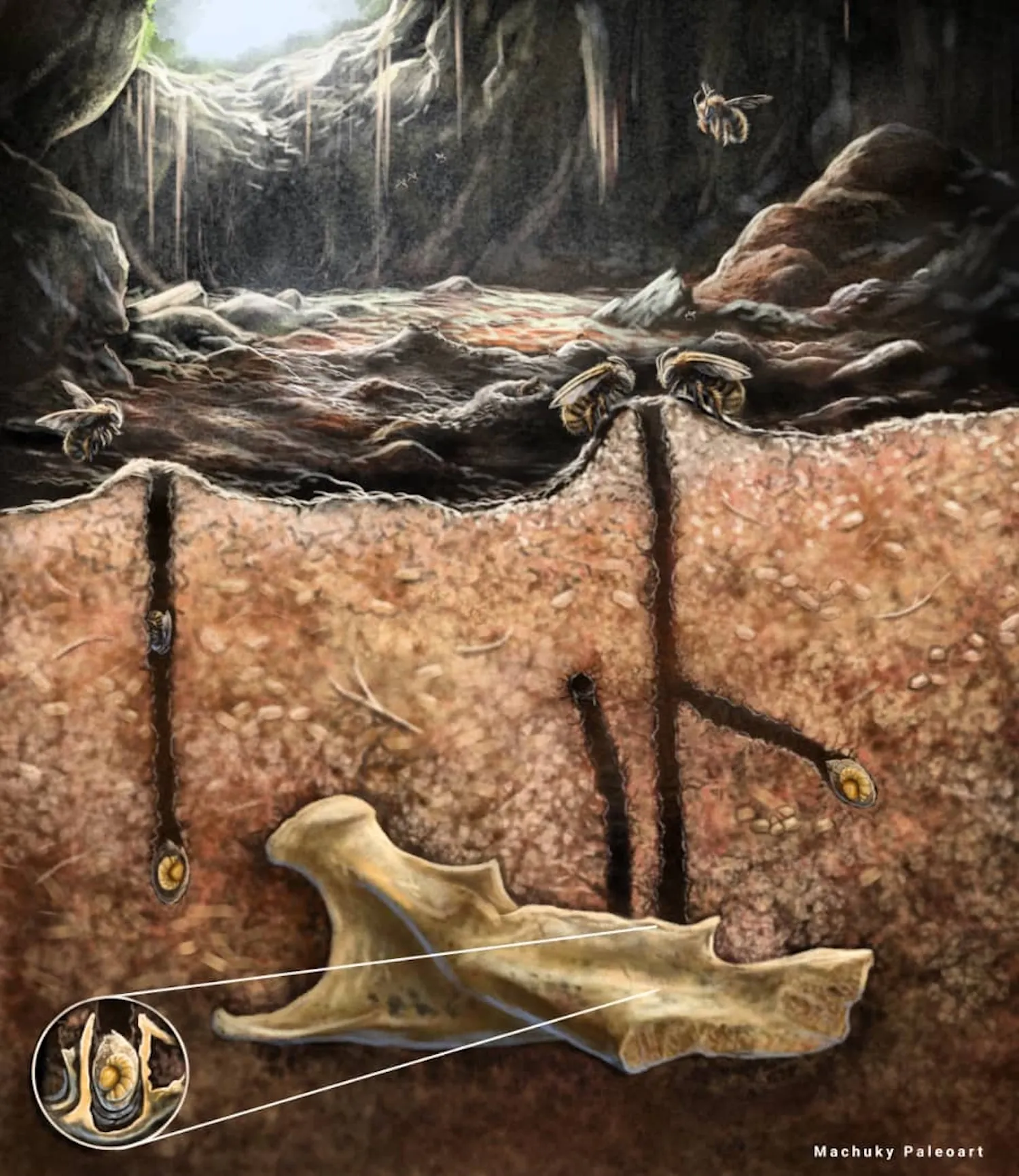 Μια απεικόνιση που δείχνει τα οστά και τις φωλιές των μελισσών στη σπηλιά.