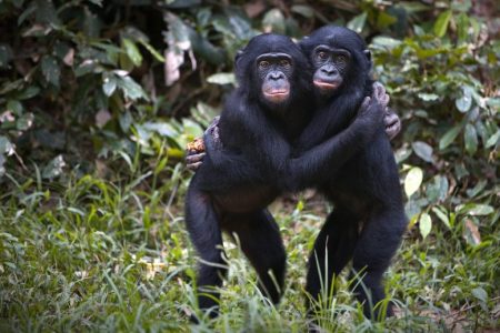 Τα αρσενικά Bonobo σπάνε τον κώδικα των κρυφών σημάτων γονιμότητας Τα αρσενικά Bonobo σπάνε τον κώδικα των κρυφών σημάτων γονιμότητας