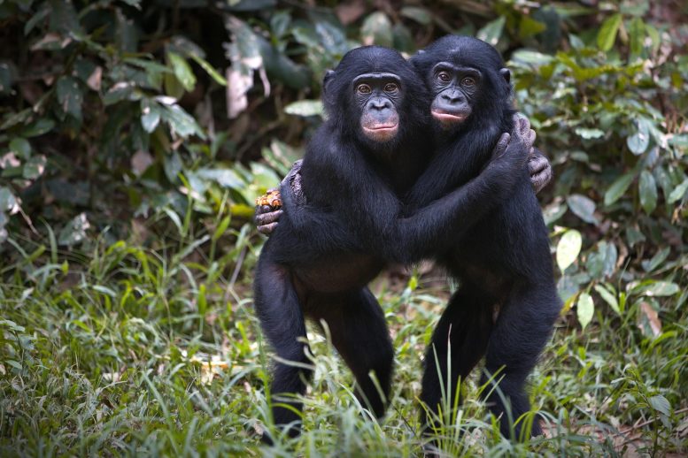 Τα αρσενικά Bonobo σπάνε τον κώδικα των κρυφών σημάτων γονιμότητας Τα αρσενικά Bonobo σπάνε τον κώδικα των κρυφών σημάτων γονιμότητας