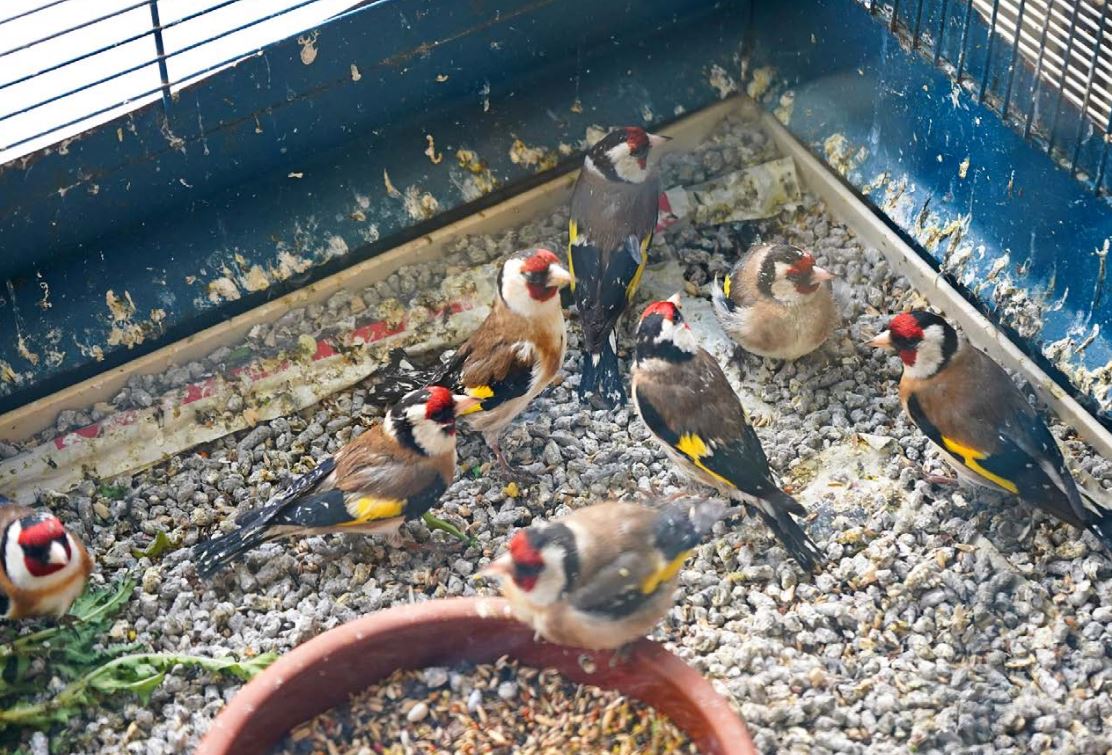 «Σοκ! Ανακαλύψεις της WWF: Η Άγρια Ζωή και Χλωρίδα της Ελλάδας Χάνεται στη Μαύρη Αγορά!» Καρδερίνες που κατασχέθηκαν από το παζάρι στο Σχιστό στις 10 Μαρτίου 2024 και φιλοξενήθηκαν στην ΑΝΙΜΑ (© Θοδωρής Χονδρόγιαννος / WWF Ελλάς)