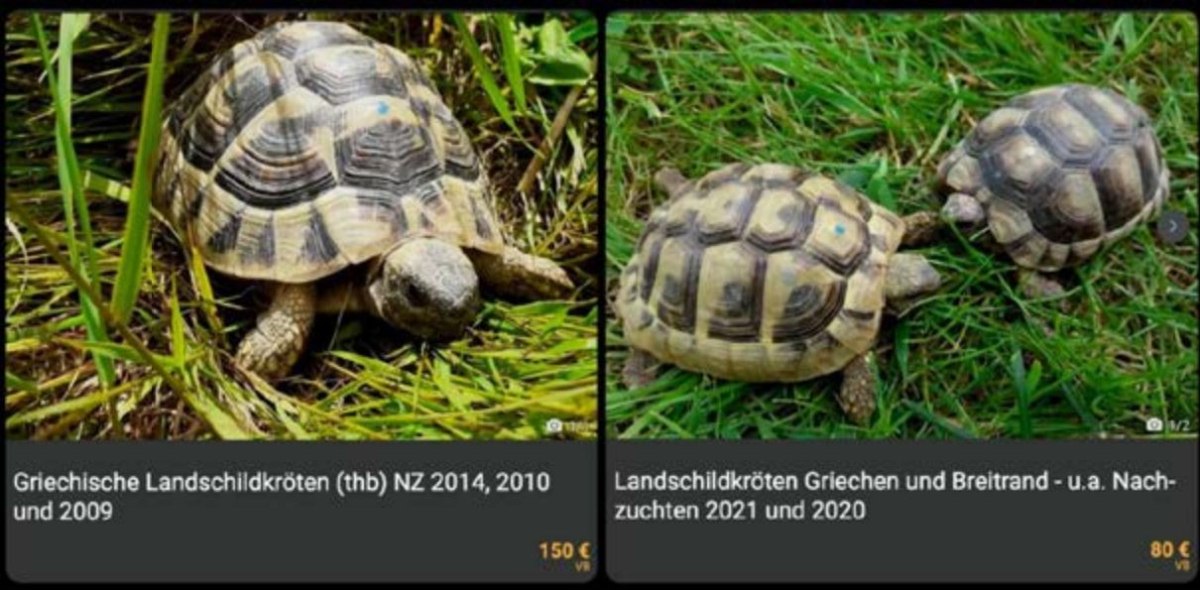 «Σοκ! Ανακαλύψεις της WWF: Η Άγρια Ζωή και Χλωρίδα της Ελλάδας Χάνεται στη Μαύρη Αγορά!» Ελληνικές χελώνες διαφημίζονται σε γερμανικές αγγελίες (WWF Ελλάς)