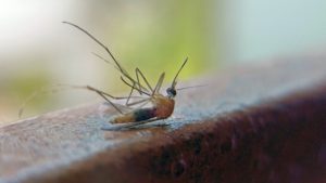 «Ανατρεπτική Ανακάλυψη: Χρησιμοποιούν Νεκρούς Κεραυνούς Κουνουπιών για Τρισδιάστατη Εκτύπωση!»