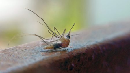 «Ανατρεπτική Ανακάλυψη: Χρησιμοποιούν Νεκρούς Κεραυνούς Κουνουπιών για Τρισδιάστατη Εκτύπωση!»