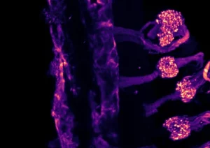 Οι επιστήμονες βρήκαν δύο διαφορετικούς αισθητήρες κρύου στο σώμα Οι επιστήμονες βρήκαν δύο διαφορετικούς αισθητήρες κρύου στο σώμα