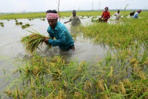 Οι ορυζώνες πνίγονται και η ζημιά επιταχύνεται παγκοσμίως Οι ορυζώνες πνίγονται και η ζημιά επιταχύνεται παγκοσμίως