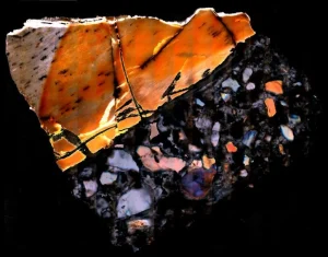 Επιστήμονες εξάγουν μεταβολικά μόρια από απολιθώματα εκατομμυρίων ετών για πρώτη φορά Επιστήμονες εξάγουν μεταβολικά μόρια από απολιθώματα εκατομμυρίων ετών για πρώτη φορά