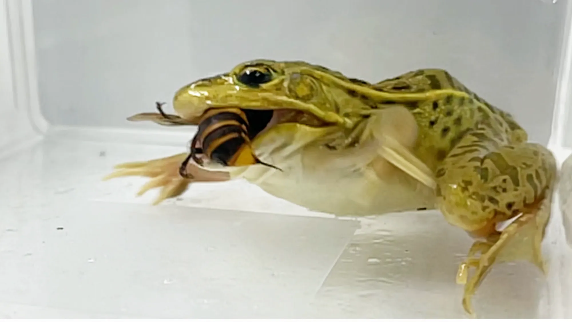 Οι βάτραχοι της λίμνης καταβροχθίζουν κηφήνες δολοφονίας, κεντρί και όλα Επισημασμένος βάτραχος που τρώει σφήκα