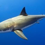 «Σοκαριστική Αλήθεια: Οι Λευκοί Καρχαρίες της Μεσογείου Στον Αδυσώπητο Δρόμο της Εξαφάνισης!»