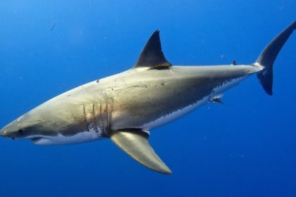 «Σοκαριστική Αλήθεια: Οι Λευκοί Καρχαρίες της Μεσογείου Στον Αδυσώπητο Δρόμο της Εξαφάνισης!»