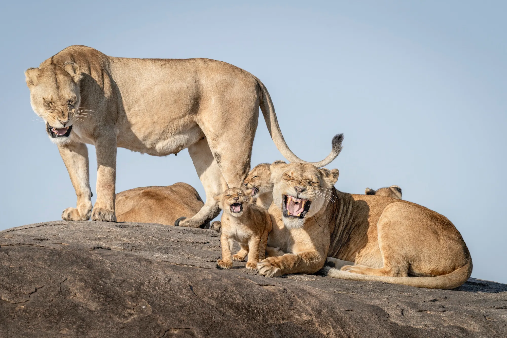 19 hilarious Comedy Wildlife Photography winners to brighten your day a pride of lions seeming to laugh while on a rock