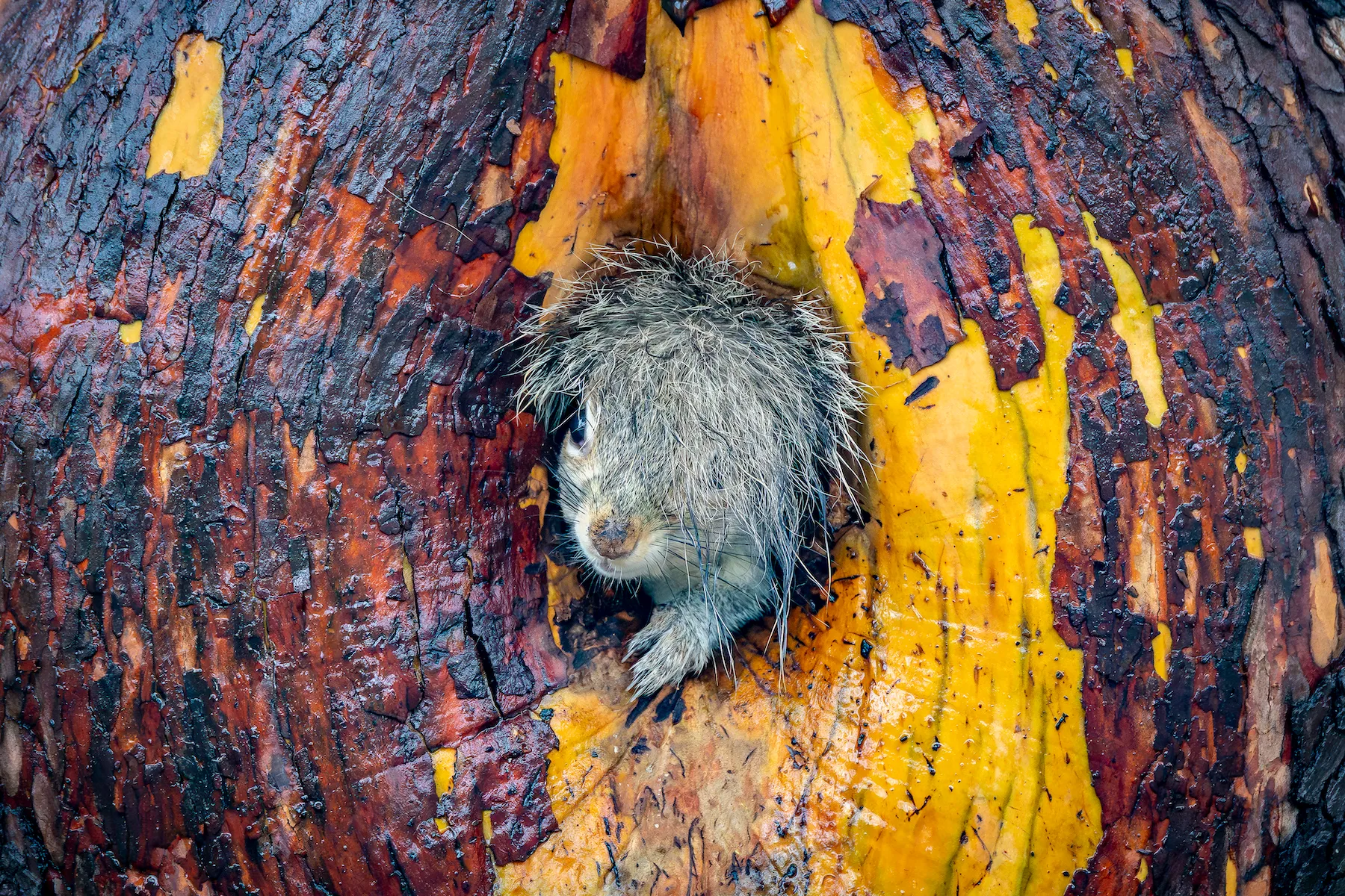 19 hilarious Comedy Wildlife Photography winners to brighten your day grey squirrel pops out of a tree hole with its tail above its head, creating illusion of a wig