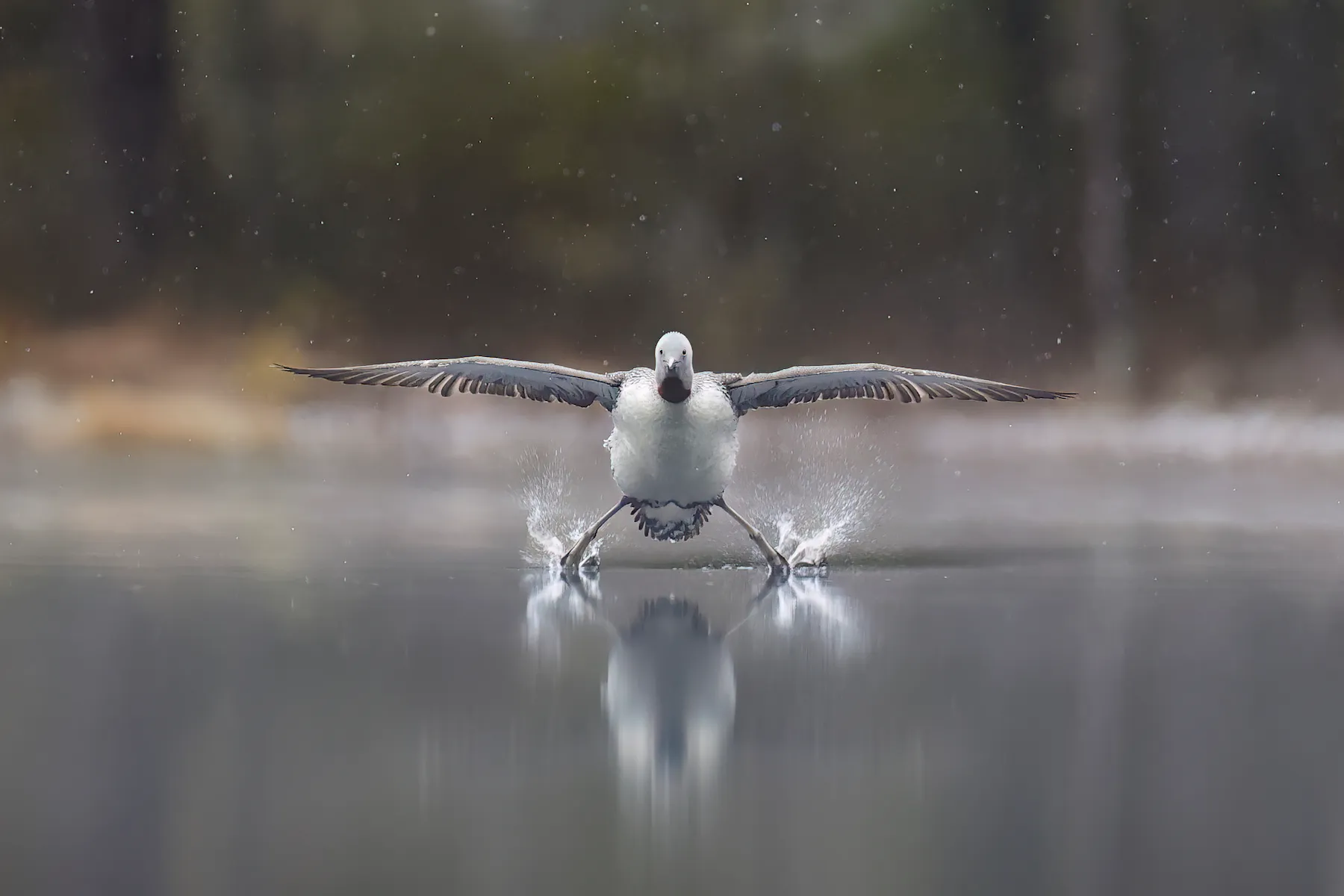 19 hilarious Comedy Wildlife Photography winners to brighten your day a bird landing on water with its legs spread wide