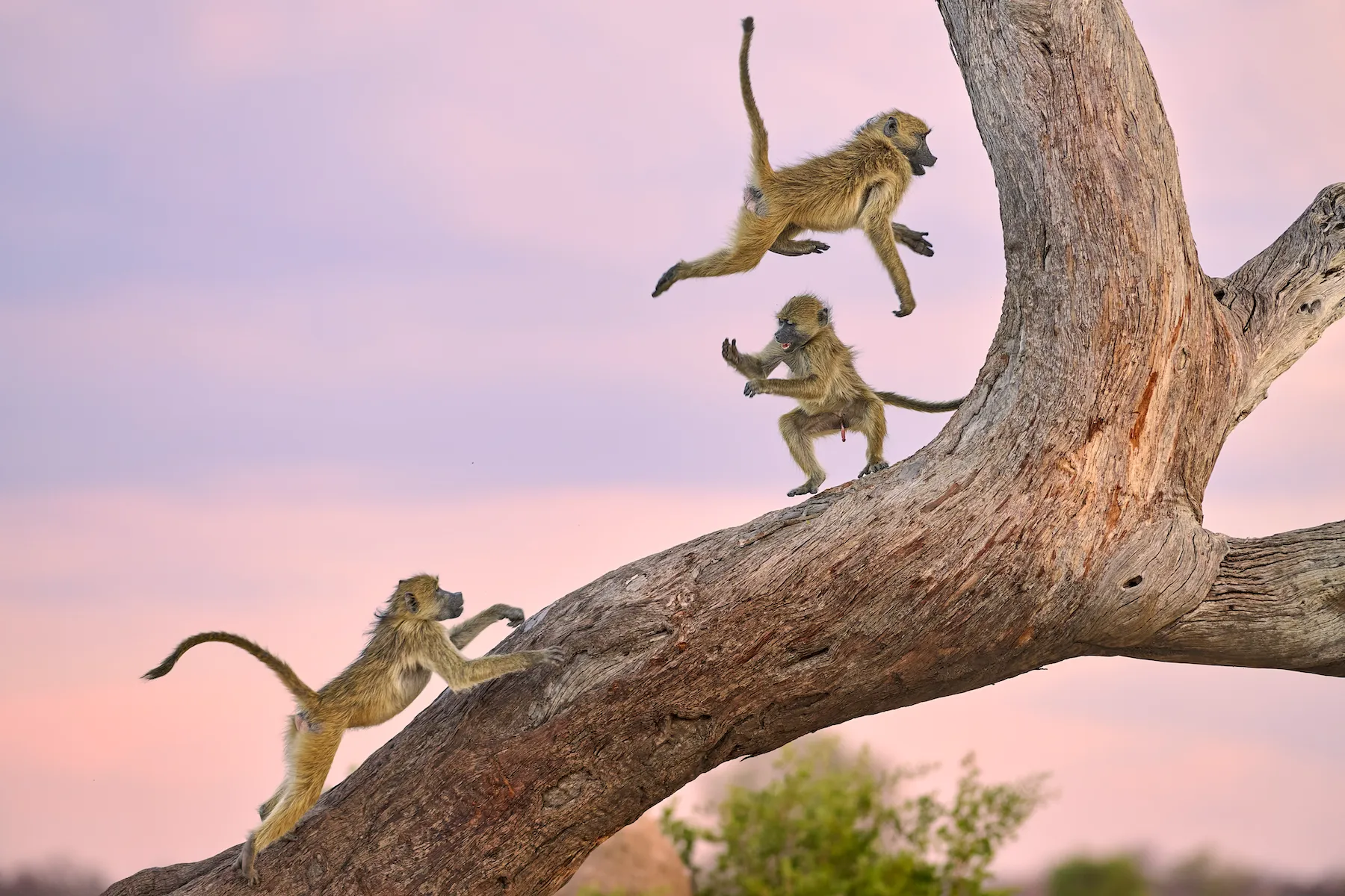19 hilarious Comedy Wildlife Photography winners to brighten your day three monkeys play on a tree branch against a pink sky