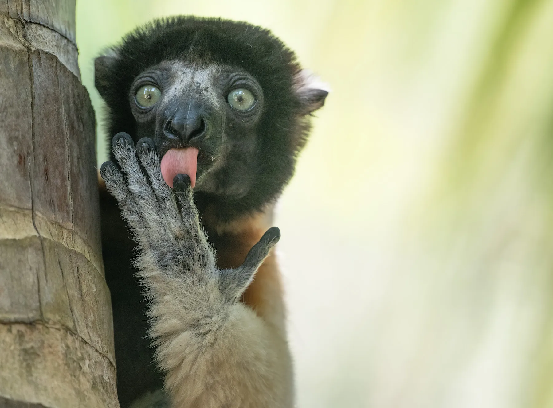 19 hilarious Comedy Wildlife Photography winners to brighten your day a lemur licks its fingers