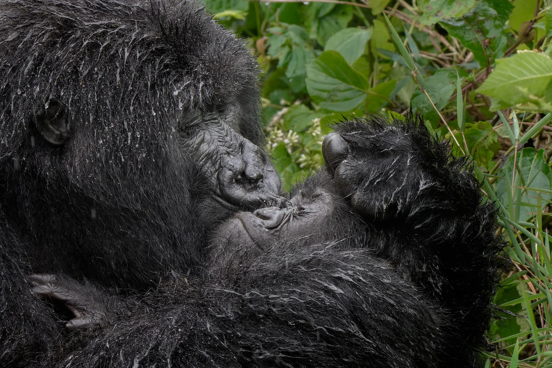 19 hilarious Comedy Wildlife Photography winners to brighten your day a mother gorilla smooches the face of her child