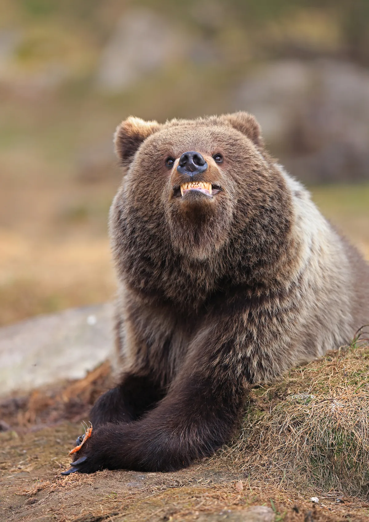 19 hilarious Comedy Wildlife Photography winners to brighten your day a bear bares a toothy grin