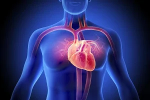 Νέα μελέτη αποκαλύπτει ότι ο διαβήτης επανασυνδέει σωματικά την ανθρώπινη καρδιά Νέα μελέτη αποκαλύπτει ότι ο διαβήτης επανασυνδέει σωματικά την ανθρώπινη καρδιά