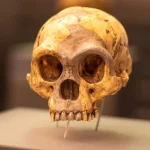 Η αρχαία κλιματική αλλαγή συνδέεται με τη μυστηριώδη εξαφάνιση των ανθρώπων «Χόμπιτ» της πραγματικής ζωής