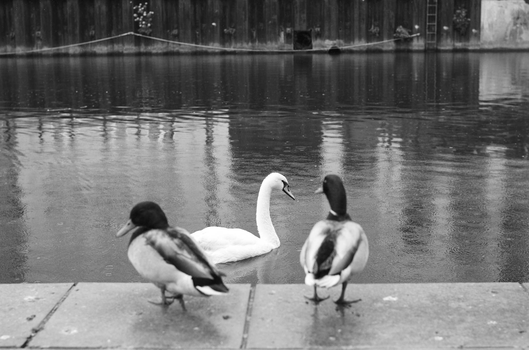 A photo of a swan and two ducks taken on a Leica M11-D rangefinder camera
