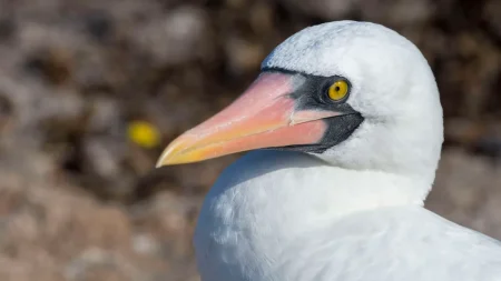 Τα θηλυκά πουλιά των Γκαλαπάγκος καμαρώνουν τους σεξουαλικούς τους συντρόφους. Τα αρσενικά δεν φαίνεται να τα πειράζουν. Τα θηλυκά πουλιά των Γκαλαπάγκος καμαρώνουν τους σεξουαλικούς τους συντρόφους. Τα αρσενικά δεν φαίνεται να τα πειράζουν.