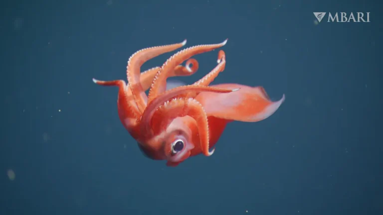 Βουτήξτε στις πιο εκπληκτικές συναντήσεις άγριας ζωής στα βαθιά νερά του 2025