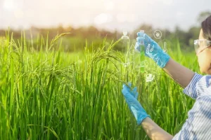 Η πρωτοποριακή ανακάλυψη θα μπορούσε να κάνει το ρύζι φθηνότερο, πιο υγιεινό και πιο καθαρό Η πρωτοποριακή ανακάλυψη θα μπορούσε να κάνει το ρύζι φθηνότερο, πιο υγιεινό και πιο καθαρό