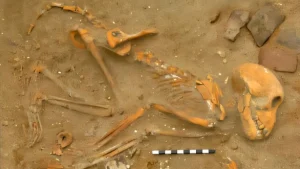 Οι Ρωμαίοι στρατηγοί χάρισαν γατάκια και γουρουνάκια στα κατοικίδια μαϊμούδες τους Οι Ρωμαίοι στρατηγοί χάρισαν γατάκια και γουρουνάκια στα κατοικίδια μαϊμούδες τους