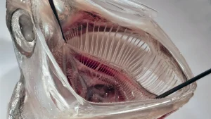 Το φίλτρο πλυντηρίου ρούχων εμπνευσμένο από τη σαρδέλα αφαιρεί το 99% των μικροπλαστικών Το φίλτρο πλυντηρίου ρούχων εμπνευσμένο από τη σαρδέλα αφαιρεί το 99% των μικροπλαστικών