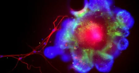 Οι επιστήμονες βρήκαν την πρωτεΐνη που αφήνει το αλκοόλ να καταστρέψει το συκώτι σας