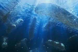 Βαθιές ωκεανικές συσκευές στερέωσης άνθρακα ανατρέπουν τις μακροχρόνιες υποθέσεις για το κλίμα Βαθιές ωκεανικές συσκευές στερέωσης άνθρακα ανατρέπουν τις μακροχρόνιες υποθέσεις για το κλίμα