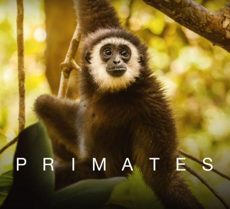 Αποκάλυψη: Ανακαλύψτε τους Προϊστορικούς Γίγαντες! Κάθε Πέμπτη με τον Ατένμπορο στο VIASAT NATURE – ! Αποκάλυψη: Ανακαλύψτε τους Προϊστορικούς Γίγαντες! Κάθε Πέμπτη με τον Ατένμπορο στο VIASAT NATURE - !