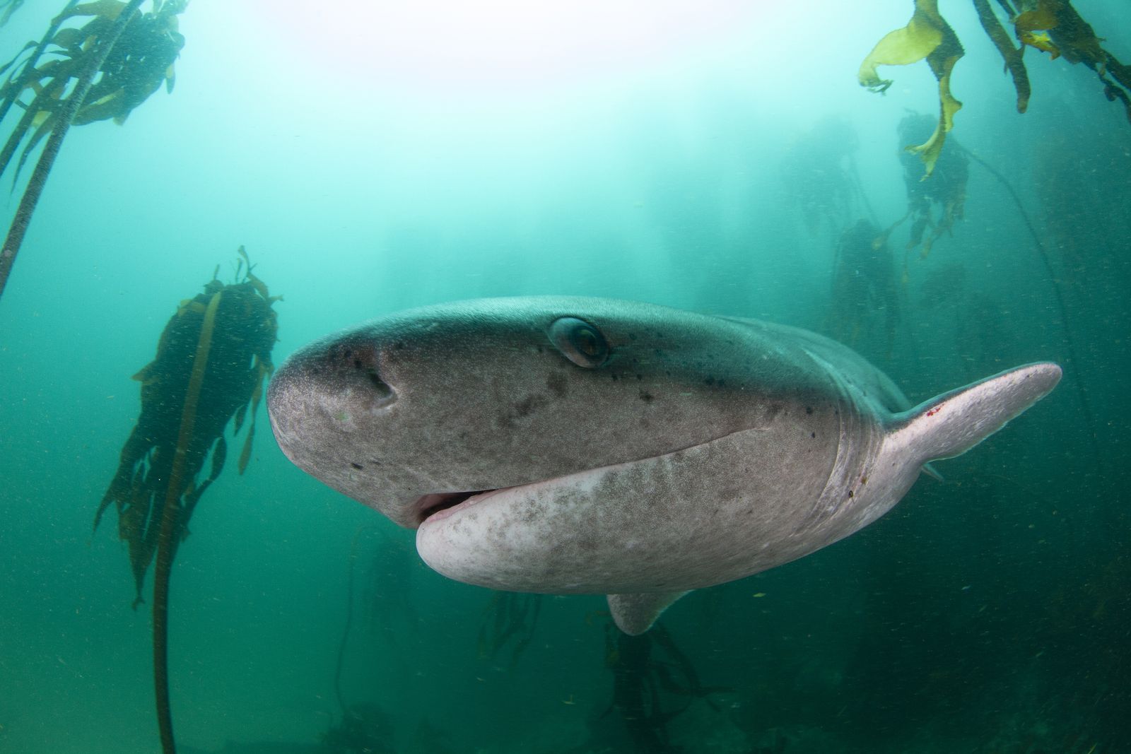 Viasat NATURE PLANET SHARK EP1 STILL 15 copy 2