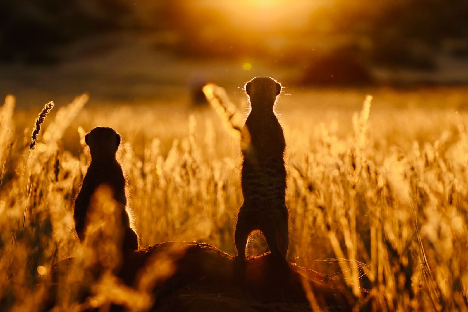 Viasat Nature EXTREME NAMIBIA 1 Bild 42