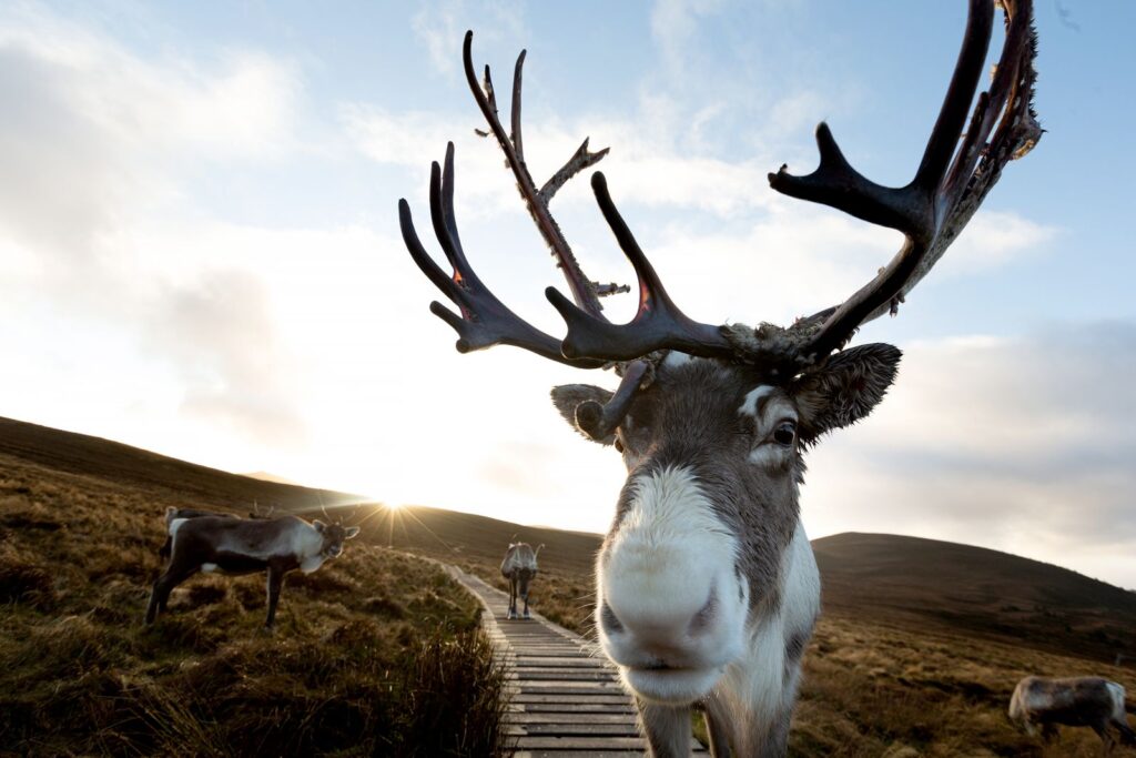 Viasat Nature A Baby Reindeers First Christmas 4