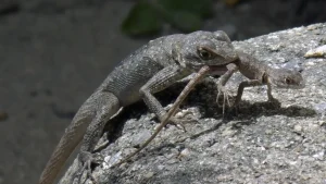 Γιατί μερικά ζώα τρώνε τα μωρά τους Γιατί μερικά ζώα τρώνε τα μωρά τους