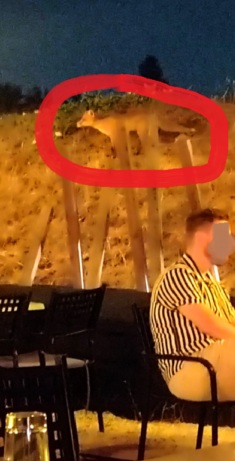 «Σοκαριστικό: Οι Αλεπούδες Κατακτούν τον Αστικό Ιστό – Γιατί Αυξάνονται οι Εμφανίσεις τους!» Αλεπού έξω από ταβέρνα