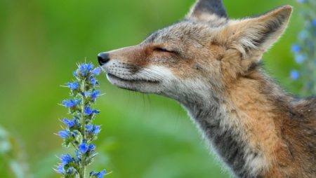 «Ανατρεπτικές αποκαλύψεις: Τα εκπληκτικά δώρα του 2025 για τα ζώα!»