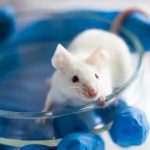 Αυτή η Μοναδική Αγωγή Έκανε τους Ηλικιωμένους Άνδρες Ποντικούς να Ζήσουν 70% Πιο Πολύ! Ανακαλύψτε το Μυστικό!