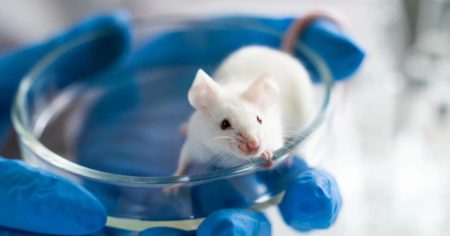 Αυτή η Μοναδική Αγωγή Έκανε τους Ηλικιωμένους Άνδρες Ποντικούς να Ζήσουν 70% Πιο Πολύ! Ανακαλύψτε το Μυστικό!