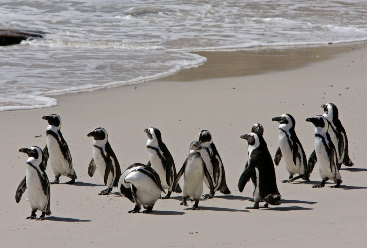 «Σοκ: Πάνω από 60.000 πιγκουίνοι χάθηκαν από πείνα στη Νότια Αφρική – Τι παρακαλούσαν οι επιστήμονες!» «Σοκ: Πάνω από 60.000 πιγκουίνοι χάθηκαν από πείνα στη Νότια Αφρική – Τι παρακαλούσαν οι επιστήμονες!»