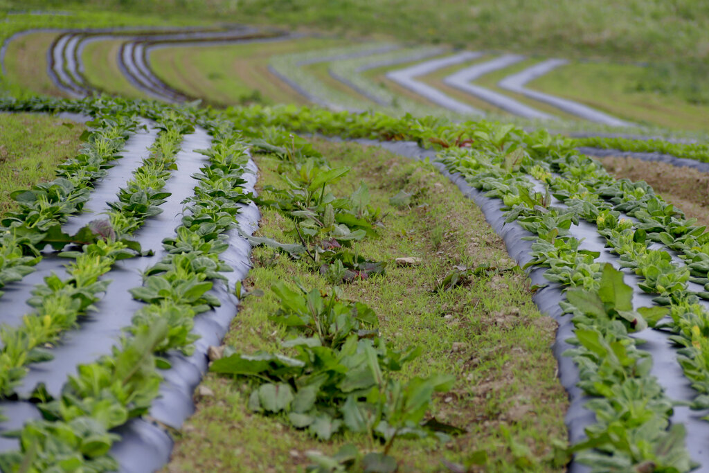 «Ανακάλυψε τον Απίθανο Τρόπο που τα Σεισμικά Κύματα Μπορούν να Αποκαλύψουν την Υγεία του Εδάφους!» Εδαφο-σεισμολογία: Πώς τα σεισμικά κύματα μπορούν να ελέγξουν την υγεία του εδάφους