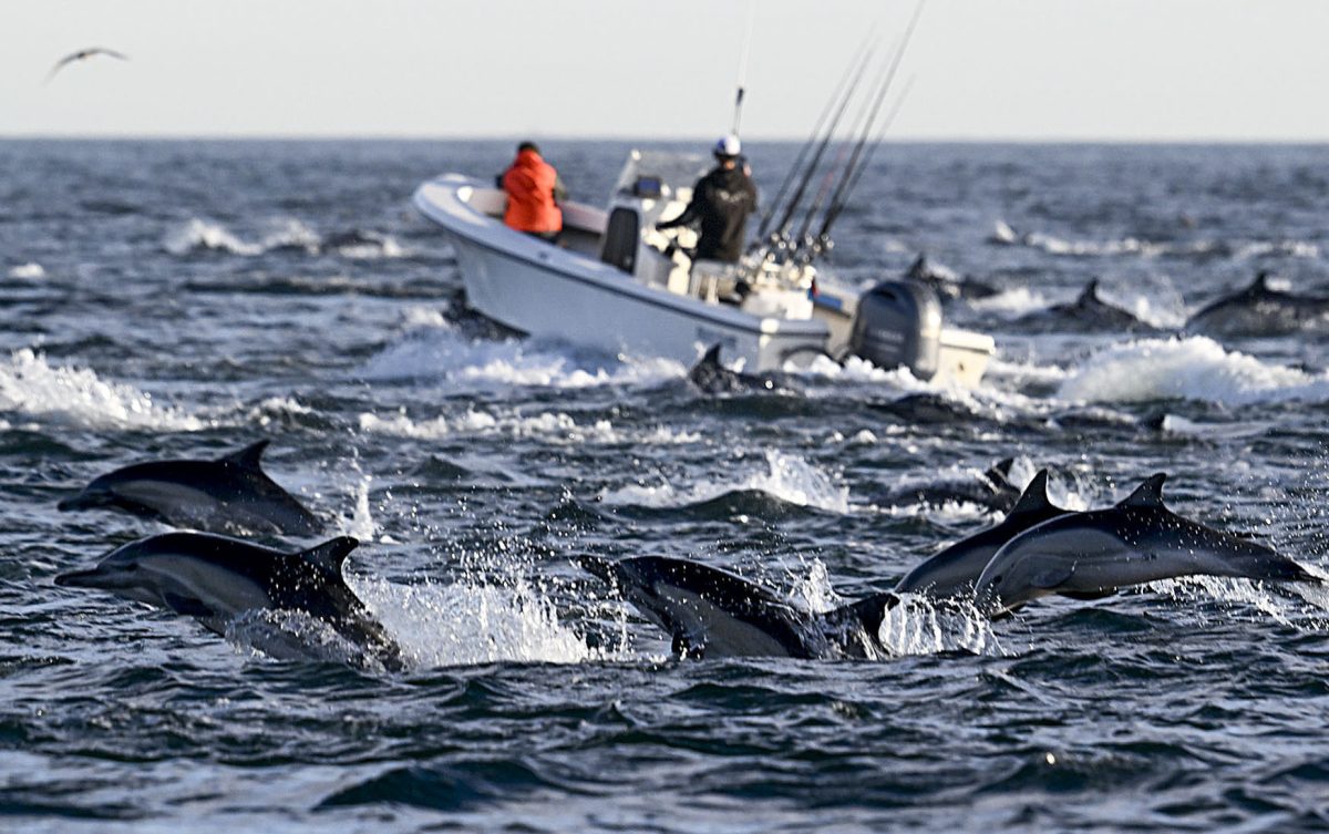 Σοκαριστική ανακάλυψη: Δελφίνια και όρκες γίνονται φίλες – Οι επιστήμονες αποκαλύπτουν τον απίθανο λόγο! Σοκαριστική ανακάλυψη: Δελφίνια και όρκες γίνονται φίλες – Οι επιστήμονες αποκαλύπτουν τον απίθανο λόγο!